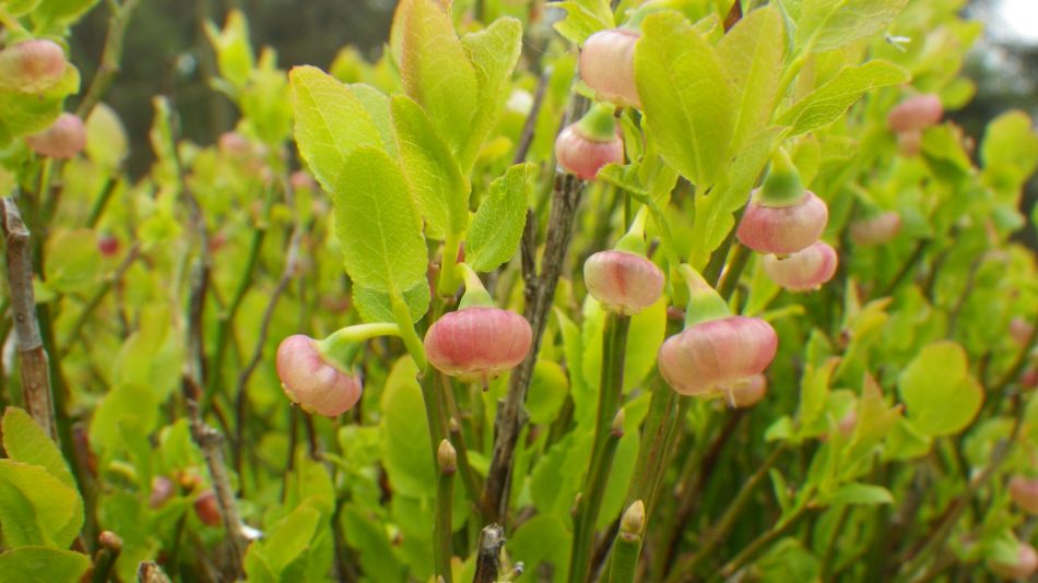 2019-05-01 15 Vaccinium myrtillus or Bilberry.jpg